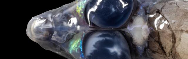 Spektakularne fotografije otkrivaju jedinstvena morska stvorenja i korale oko Karipskih ostrva