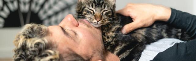 Ovih 10 stvari morate znati pre udomljavanja mačke: Dolazak u novi dom je velika promena za nju, a jedna stvar je izuzetno bitna