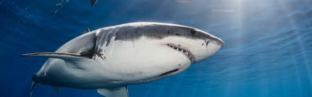 Mogu li ajkule da osete krv na udaljenosti od 1.5 km?