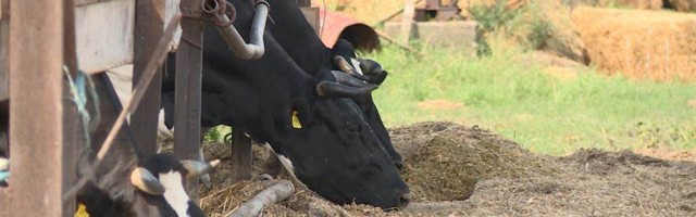 Stočar iz sela kod Čačka odgajio bika od 1,1 tonu, ali kaže da nema vajde