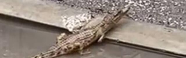 Krokodil u Nišu podigao i policiju na noge