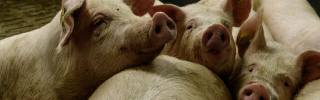 Спор индустрије и фармера због увоза замрзнутог свињског меса