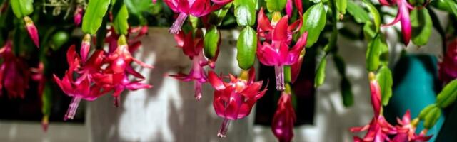 1 trik zbog kog božićni kaktus živi više od 80 godina: Potrebno vam je 10 sekundi, a čini čuda