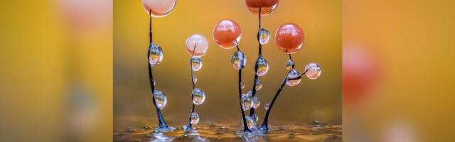 Ona je svuda, ali je nevidljiva: Upoznajte mikroskopski čudnovati svet sluzave plesni