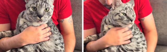 Snimak džinovske mačke izazvao lavinu komentara: Da li se SAVANA baš ovako ponaša ili nešto nije u redu?