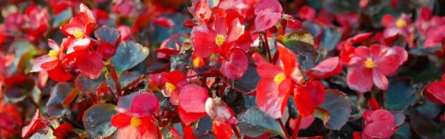 Kraljica bašte o kojoj će pričati ceo komšiluk: Tajne uzgoja gladiola koje dostižu i do 2 metra