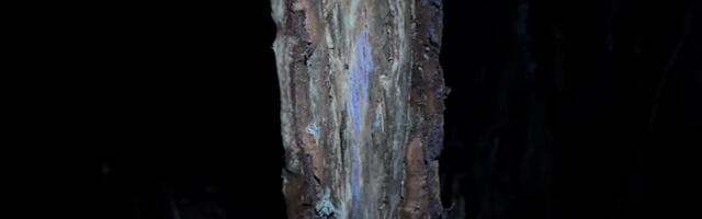 VIDEO: Jeleni međusobno komuniciraju pomoću ultraljubičastih signala na drveću