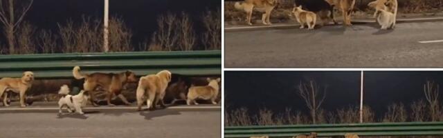 Snimak koji je ODUŠEVIO svet: 7 otetih pasa pobeglo natrag kući (VIDEO)