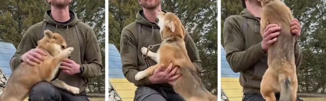 Misteriozna Ursa zbunila svet: Kombinacija rasa od kojih potiče ovaj pas iznenadila čak i stručnjake