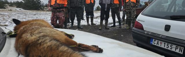 Grupni lov na ravnogorsku lisicu, preko 200 lovaca jutros se okupilo na padinama Maljena, Suvobora i Ravne Gore