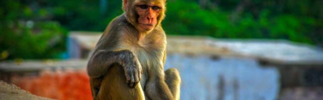 Laboratorije obustavljaju testiranja na majmunima: Da li je ovo kraj biomedicinskih eksperimenata?