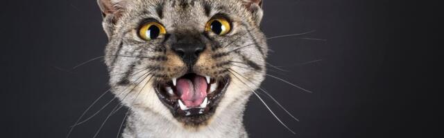 Mačke imitiraju plač bebe da privuku pažnju: Otkriveno čak 100 zvukova kojima nas "varaju"