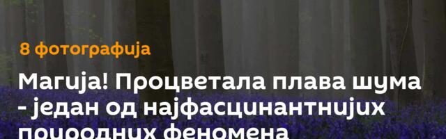 Магија! Процветала плава шума - један од најфасцинантнијих природних феномена