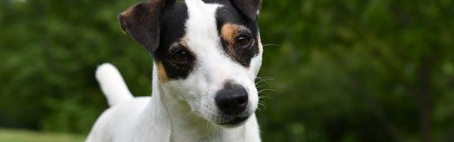 PET ODLIČNIH FILMOVA O PSIMA! Odvojite vreme i pogledajte ih, nećete se pokajati!