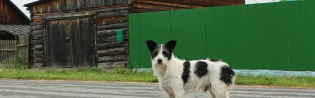 Da li je poželjno da puštate svog psa da luta slobodno po kraju?