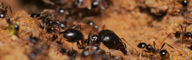 Nova studija otkriva: Kada su bolesni, mravi mole za smrt  – evo zašto