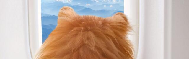 Nova luksuzna pet friendly avio kompanija: Neke usluge Singapaw Air koštaju kao manji stan