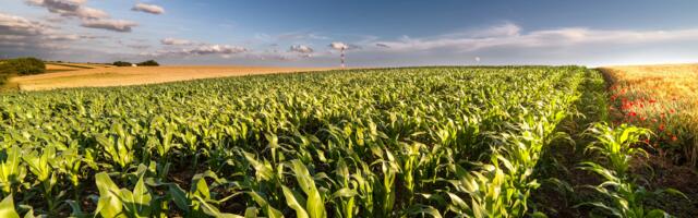 Holivudska žetva decenije: Kako je kukuruz iz filma „Interstellar“ doneo profit pre premijere