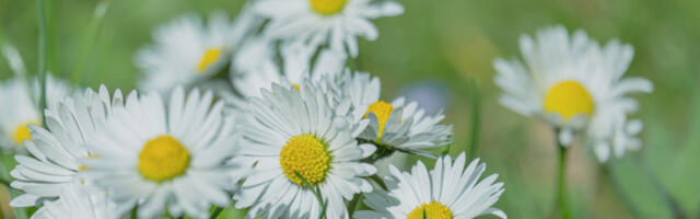 Сунчано и топло широм Србије, од понедељка стиже промена времена