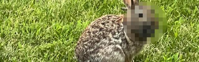 "Frankenštajn" zečevi munjevito se šire teritorijom SAD: Masovna viđenja bića sa rogovima i pipcima