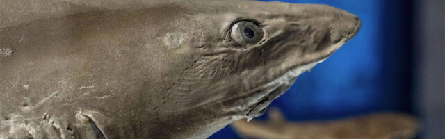 Izložba „Ajkule“ u Palati nauke: Zaronite u svet lovaca iz morskih dubina