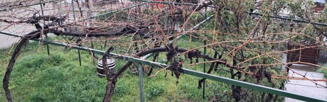 MILUTINA IZ VRANJA IZNENADIO PRIZOR U DVORIŠTU: Na Aranđelovdan ugledao nešto što nije očekivao (foto)