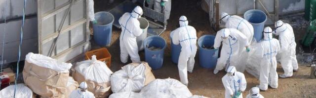 ZAMRZNUTI PILEĆI BATACI VRAĆENI U BRAZIL: Severna Makedonija reagovala na ptičji grip