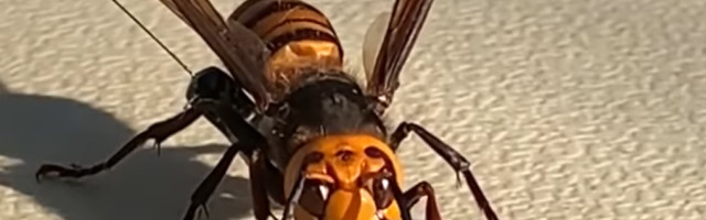 Uklonjeno gnezdo stršljenova ubica