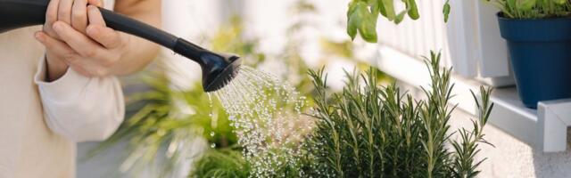 Biljka koji koristimo samo u kuhinji je idealna za bolji san i svež vazduh: Evo kako se pravilno koristiti