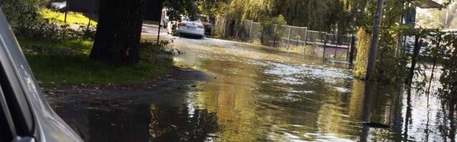 Izlio se Dunav u Novom Sadu! Vikendice i lokali potopljeni: Građani jedva prolaze ulicama, dok voda odgovara ovim "plivačima" (FOTO)