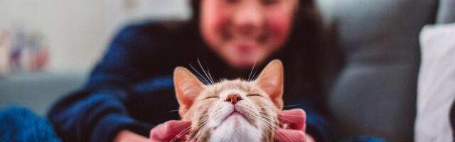 Mačke su postale naši prijatelji mnogo kasnije nego što mislimo