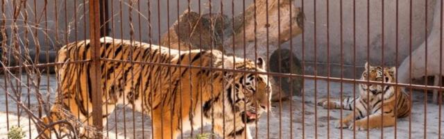 ZOO VRT PALIĆ DEMANTUJE: “Kod nas svaka životinja živi dostojanstveno, a svako rođenje se slavi"!