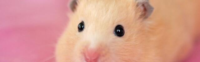 Instinkt koji ne nestaje ni u kavezu: Zašto kućni hrčak PRAVI ZALIHE čak i kad mu hrana ne manjka?