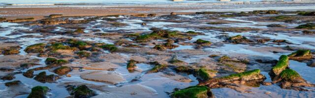 Otkrivene tajne izgubljenog sveta: Na dnu Severnog mora šume rasle hiljadama godina ranije nego što se mislilo
