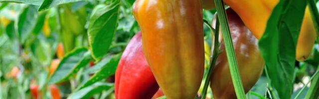 Prirodno đubrivo za papriku i paradajz možete napraviti sami: 1 namirnica iz kuhinje pravi čuda