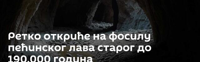 Ретко откриће на фосилу пећинског лава старог до 190.000 година