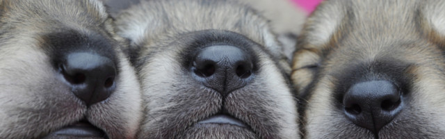 Pripremite se za dolazak novog člana