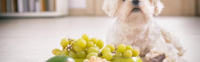 Da li vaš pas treba da jede meso, šargarepu ili ovas