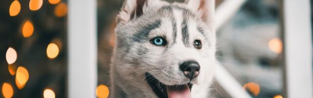 15 zlatnih pravila koja možete naučiti od Haskija