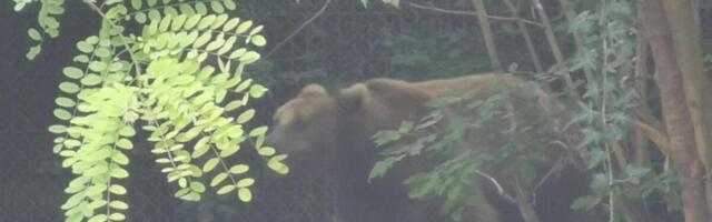 "NEMAMO VAGU DA GA IZMERIMO" Najkrupniji Medved Bora se probudio na Sretenje i vratio na ovu planinu (FOTO)
