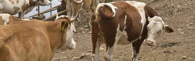 Izmenama Uredbe o podsticajima poljoprivredi, 33 milijarde dinara namenjeno za podršku stočarstvu