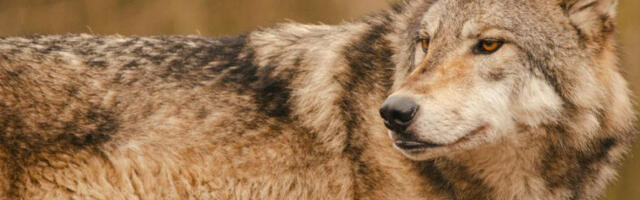 ​Наставља да расте број вукова у Холандији