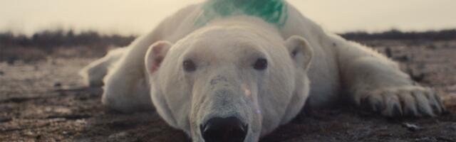 Granice suživota: Čovek i životinje u savremenom dokumentarnom filmu na Beldocsu