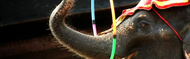 PETA, Viola i 600.000 ljudi presudili eksploataciji: Džordan cirkus uklonio slonove iz svih predstava