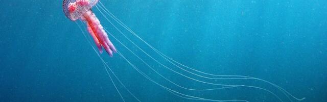 Meduza teroriše kupače na Jadranu