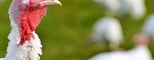 U Švedskoj otkriveno prvo žarište ptičijeg gripa