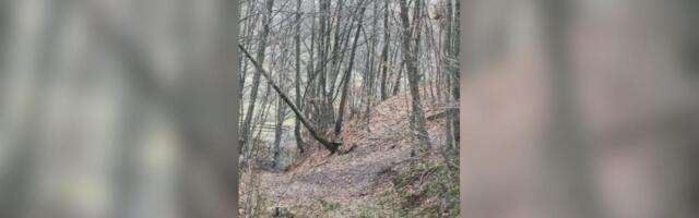 NEVEROVATAN PRIZOR U ŠUMAMA KOD IVANJICE! Lovci krenuli na divlje svinje, a onda su im ONE izletele pred oči: "Odmah smo izvadili telefone da snimimo!" (VIDEO)