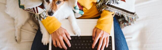 Rad od kuće još lepši uz ljubimca: Osam ČETVORONOŽNIH KOLEGA koji se najbolje uklapaju u kućni ritam