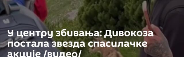У центру збивања: Дивокоза постала звезда спасилачке акције /видео/