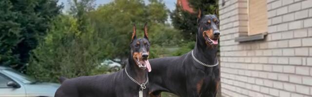 Ovde su devojčicu izjedali dobermani, komšije se već žalile na vlasnika pasa: Novi detalji drame u Boljevcima